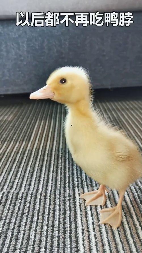 娱乐吃瓜酱鸭鸭视频下载